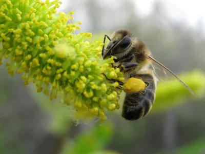 Фотографии пчел и их важная роль в пылевоспылении