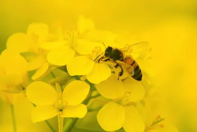 Пчелы с пыльцой: натуральные художники на фото