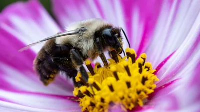 Фотографии пчел и их вклад в сохранение биоразнообразия