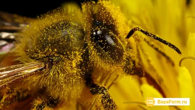 Изображение пчелы с пыльцой для скачивания