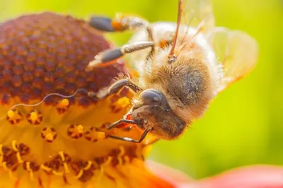 Фото пчелы с пыльцой