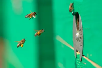 Фотк пчелы с пыльцой