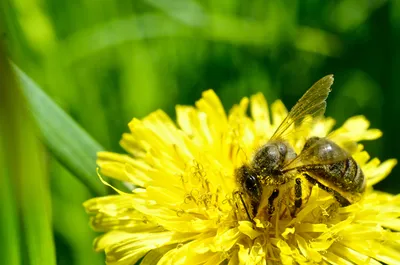 Арт пчелы с пыльцой