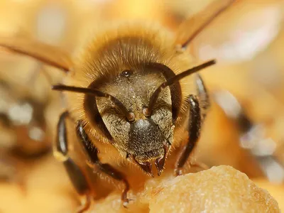 Пчелы убийцы: Уникальные фото в HD качестве