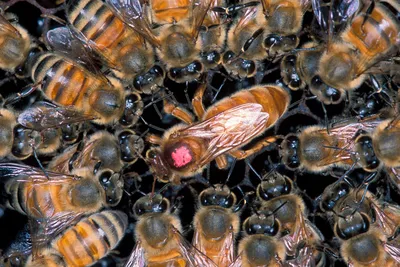 Уникальные изображения: Пчелы убийцы в Full HD