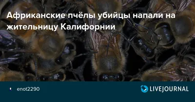 Пчелы убийцы: красота и опасность в одном кадре