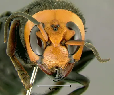 Фотографии пчел-убийц: взгляд на их мир через объектив