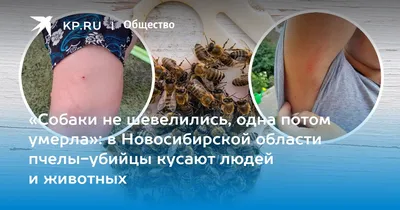 Фотографии пчел-убийц: взгляд на их жизнь и взаимодействие с другими видами