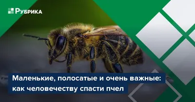 Фотографии пчел-убийц: их важная роль в поддержании экологического равновесия