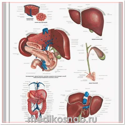 Фото печени человека высокого качества