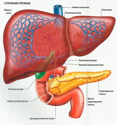 Изображение печени человека: Скачать в PNG, WebP, JPG