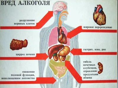 19. В поисках идеального формата: фотографии с печенью