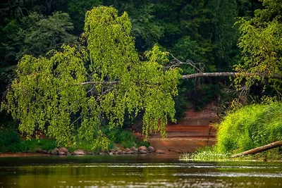 Великолепный вид на реку - скачать бесплатно