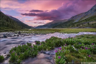 Пейзажи Алтая в HD: Скачивай красоту природы в высоком разрешении.