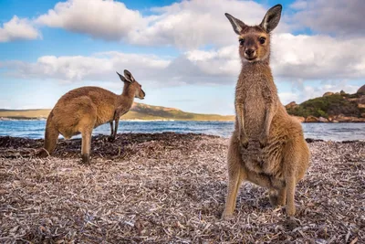 Великолепные виды Австралии: фотографии 2024 года