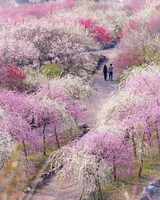 Японские сезоны в объективе: от весны до зимы