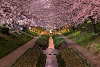 Японские пейзажи в 4K: Фотографии высокого качества