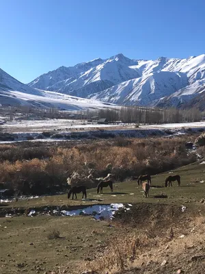 Сказочные дюны Кум-Дарья: природный феномен пустыни