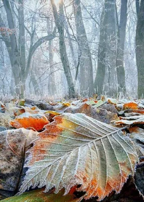 Бесплатные обои: Фото Пейзажей поздней осени для скачивания