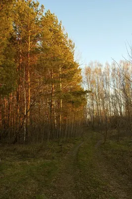 Огненные краски осени: захватывающие фотографии осенних пейзажей