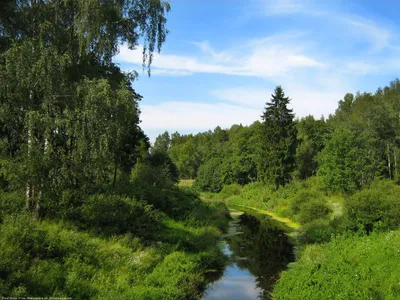 Луга и поля России: фотографии живописных растительных уголков