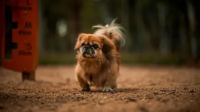 Пекинес щенок: красивая фотография собаки