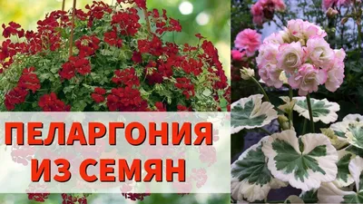 HD изображение Пеларгонии ампельной с дождем