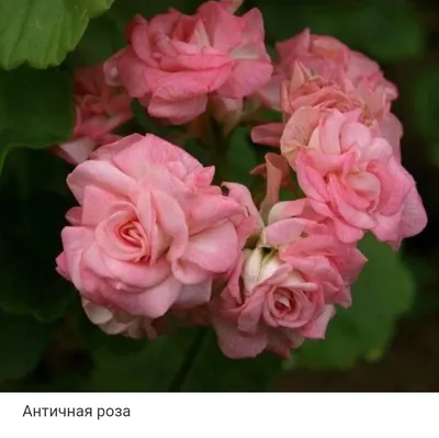 Фотография пеларгонии античной розы: красота, которая вдохновляет