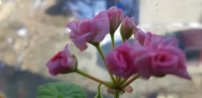 Фото Пеларгония античная роза: выбор для ценителей красоты