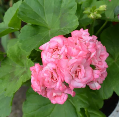 Изображение Пеларгония античная роза: наслаждайтесь прекрасным видом каждый день