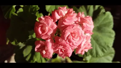 Пеларгония античная роза: красота, которую можно загрузить в любом формате