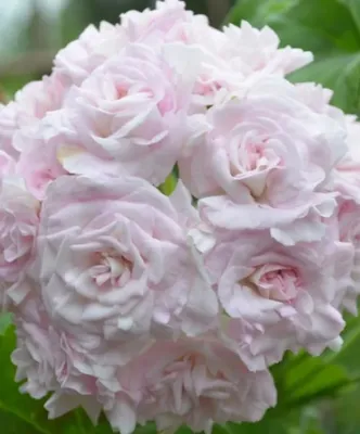 Фото пеларгонии античной розы: выберите формат и наслаждайтесь прекрасным