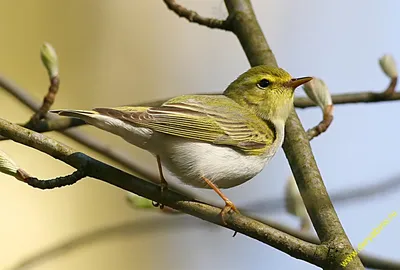 Очаровательные фото Пеночка птица в формате jpg для скачивания