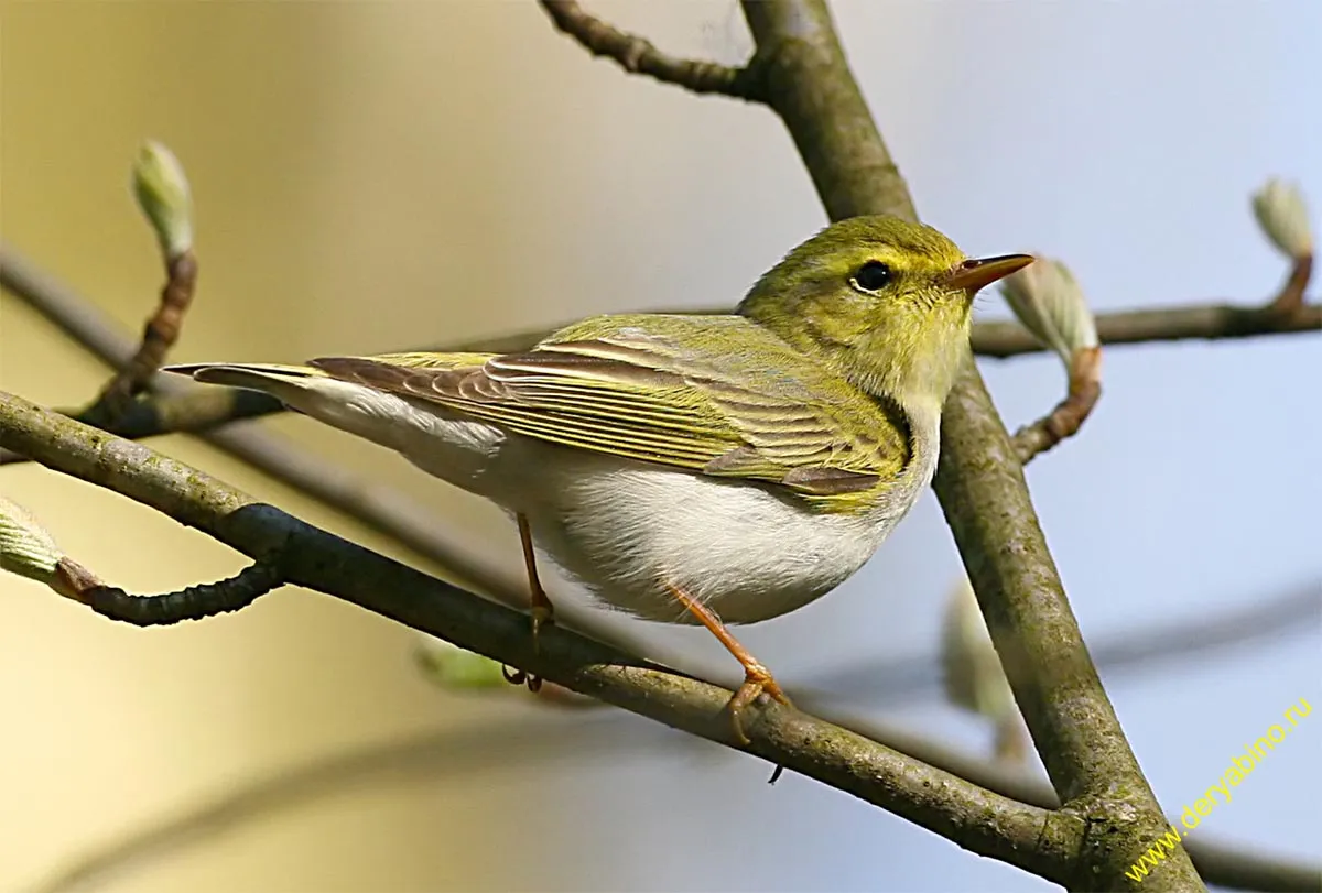 Пеночка. Пеночка желтобровка. Пеночка трещотка птица. Phylloscopus sibilatrix. Пеночка-теньковка самец.