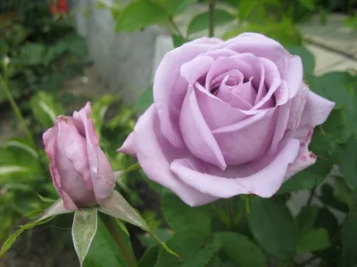 Фотография розы цвет Пепел - доступно в png формате