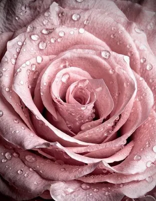 Картинка розы Пепел - доступен формат webp для загрузки