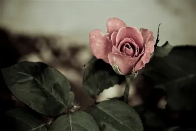 Фото розы Пепел - доступен формат webp для скачивания