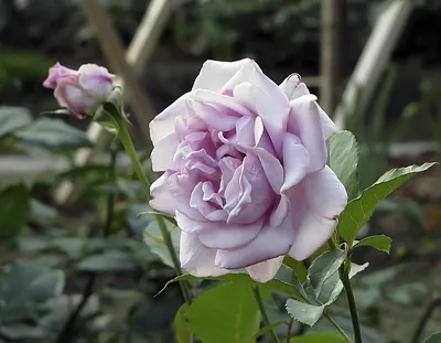 Картинка розы Пепел - сохранить в jpg формате