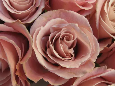 Картинка пепла розы цвет - доступно в webp формате