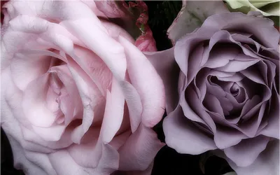Изображение пепла розы цвет - доступен формат jpg для скачивания