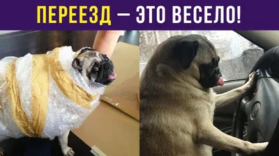 Фото для переезда: смешные изображения в формате JPG, PNG, WebP