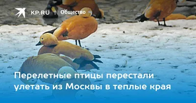 Улови мгновение: фотоколлекция перелетных птиц подмосковья в разных форматах