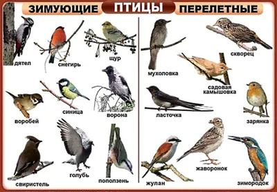 Изображения перелетных птиц подмосковья: удивительный мир птичьих миграций