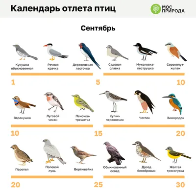 Улови момент: снимки перелетных птиц подмосковья во время миграции