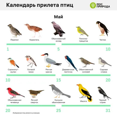 Великолепные кадры перелетных птиц Украины в формате png