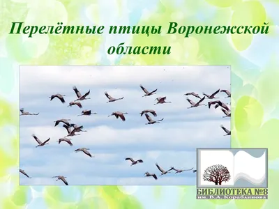 Картинки перелетных птиц Украины: красочное воплощение природы