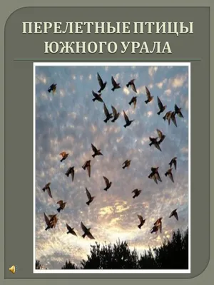 Картинки перелетных птиц Урала: выберите размер и формат для скачивания