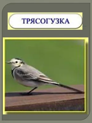 Фото птиц Уральского региона: бесконечное разнообразие природы