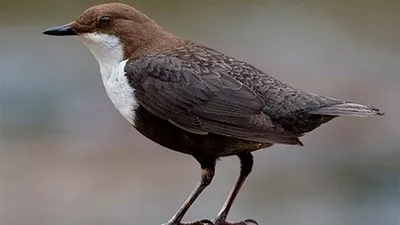 Перепелятник на камнях: скачать в формате PNG.