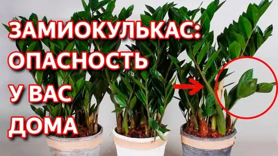 Качественные фото долларового дерева для обоев